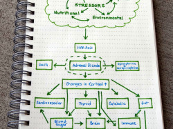 Stress Link To Adrenal Fatigue and Health