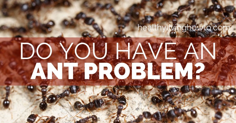 Do You Have An Ant Problem | healthylivinghowto.com