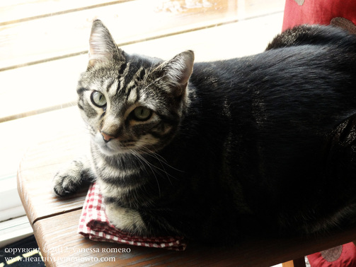 Standard Tabby Cat Image